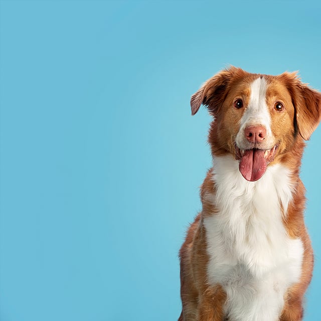 Een hond met zijn tong uit.