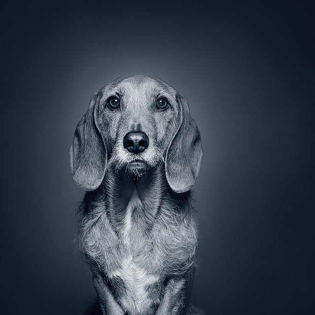Een hond met een donkere achtergrond.