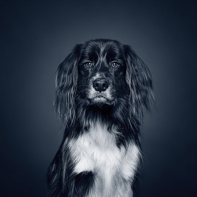 Een zwart-witte hond.