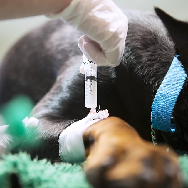 Een hond die een injectie krijgt.