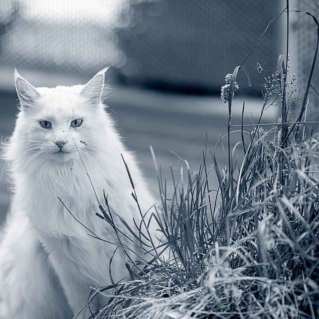 groene aanslag verwijderaar giftig voor katten