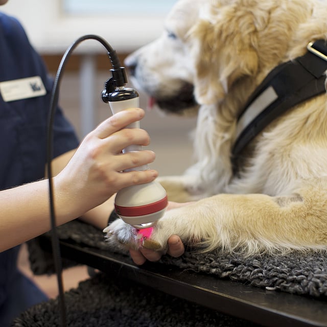 Een persoon die een oplichtende hond vasthoudt.