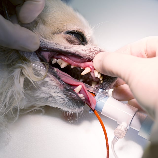 Een hond die door een dierenarts wordt onderzocht.