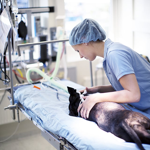 Een persoon in een chirurgische scrubs die een hond vasthouden.