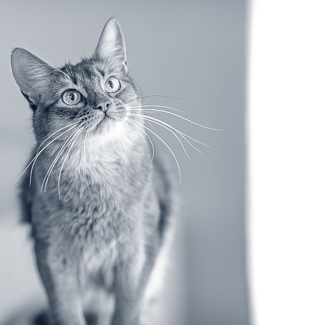 Een kat die iets bekijkt.