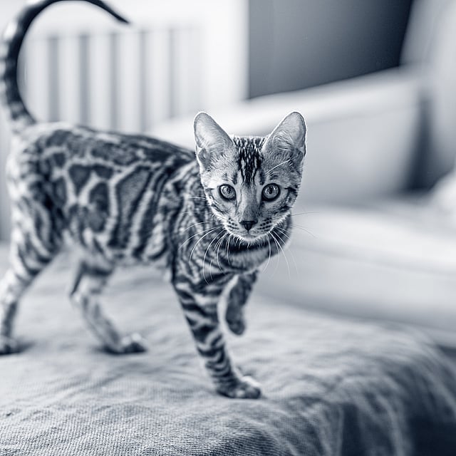 Een kat die zich op een deken bevindt.