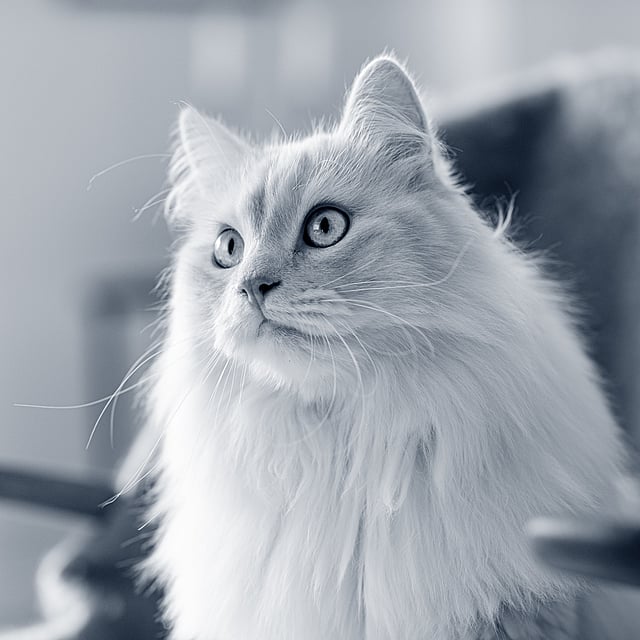 Een witte kat met glinsterende ogen.