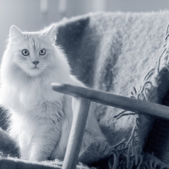 Een kat zittend op een stoel.