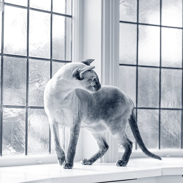 Een kat die zich op een vensterbank bevindt.