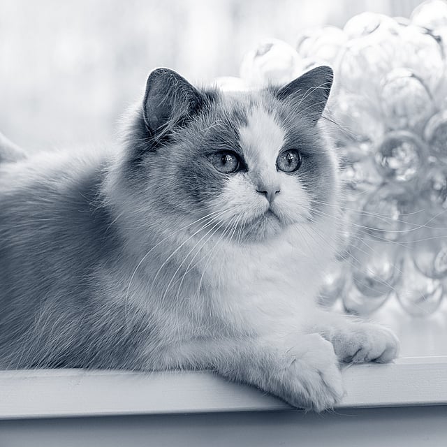 Een kat zittend op een richel.