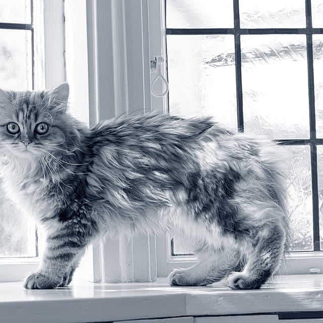 Een kat die zich op een vensterbank bevindt.