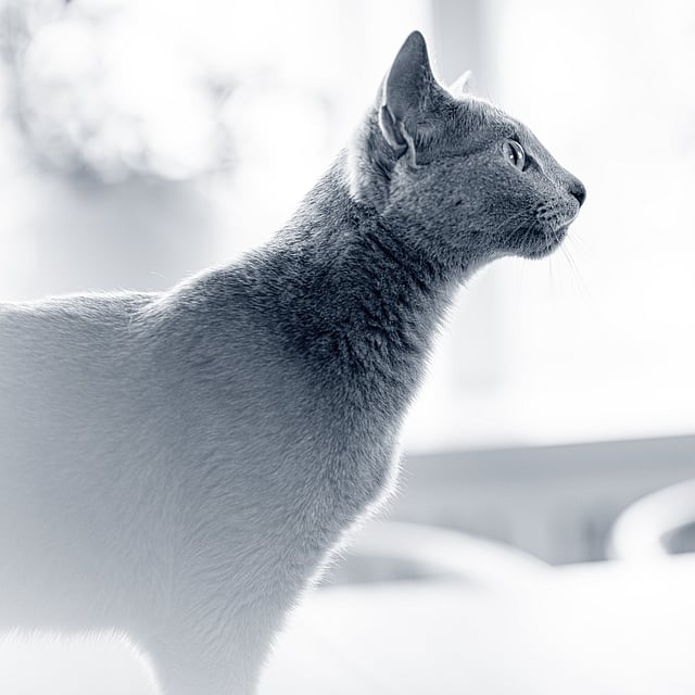 Een kat die omhoog kijkt.