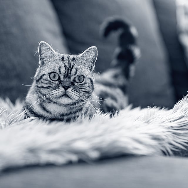 Een kat liggend op een bontdeken.