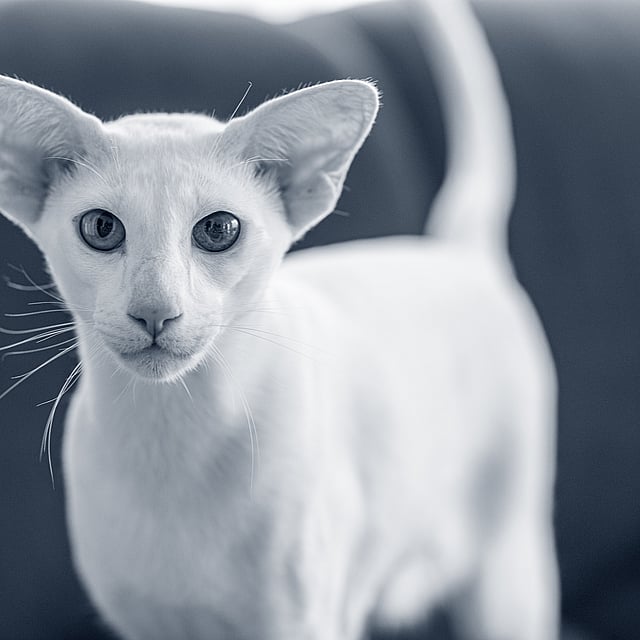 Een witte kat met grote oren.