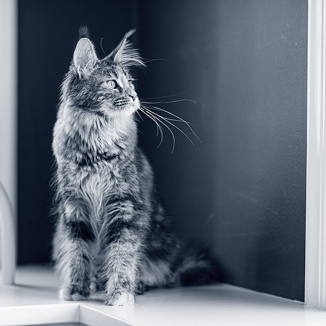 Een kat zittend op een richel.