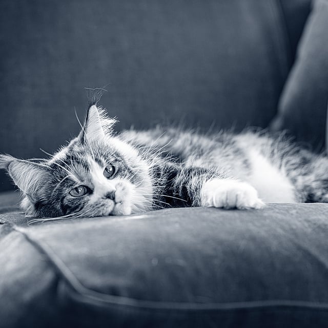 Een kat liggend op een bank.
