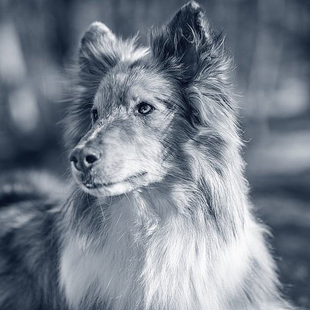 Een hond die de camera bekijkt.