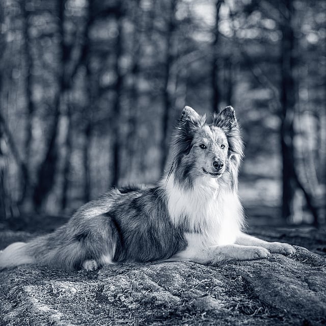 Een hond liggend op een rots in het bos.