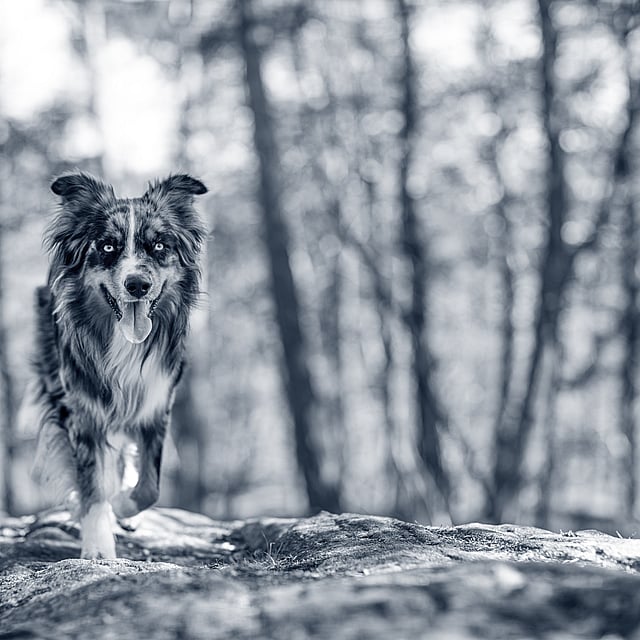 Een hond die op een rots loopt.