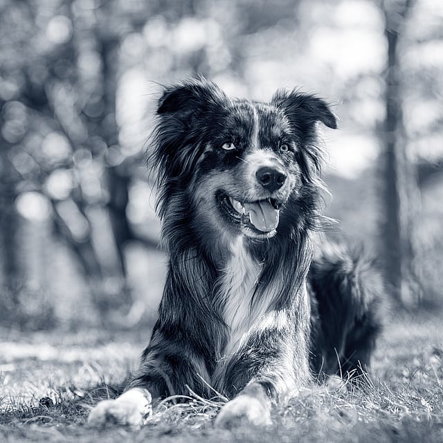 Een hond die in het gras ligt.
