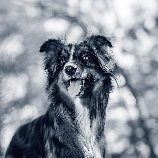 Een hond met zijn tong uit.