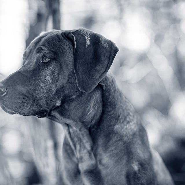 Een hond die omhoog kijkt.