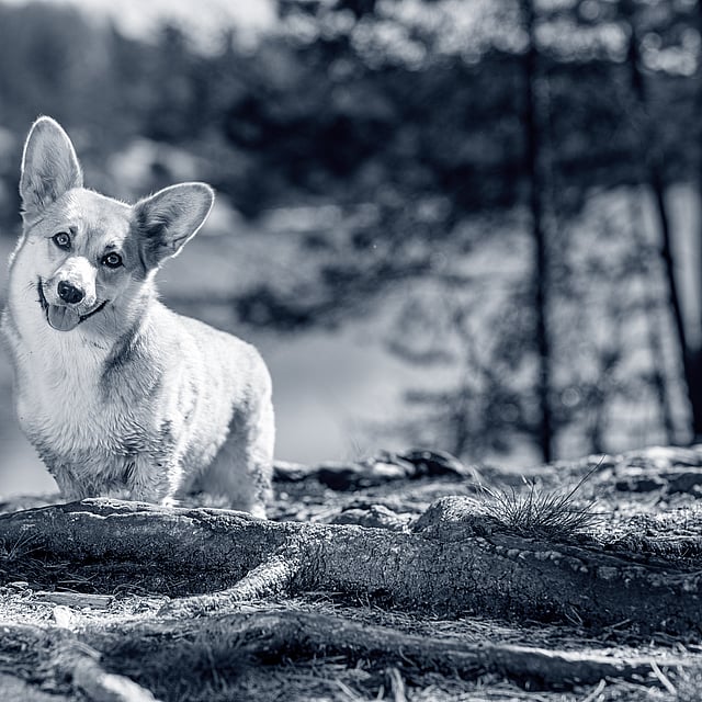 Een hond die zich op een rots bevindt.