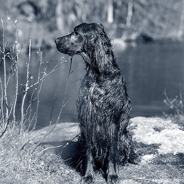 Een hond zittend op een rots in de buurt van water.