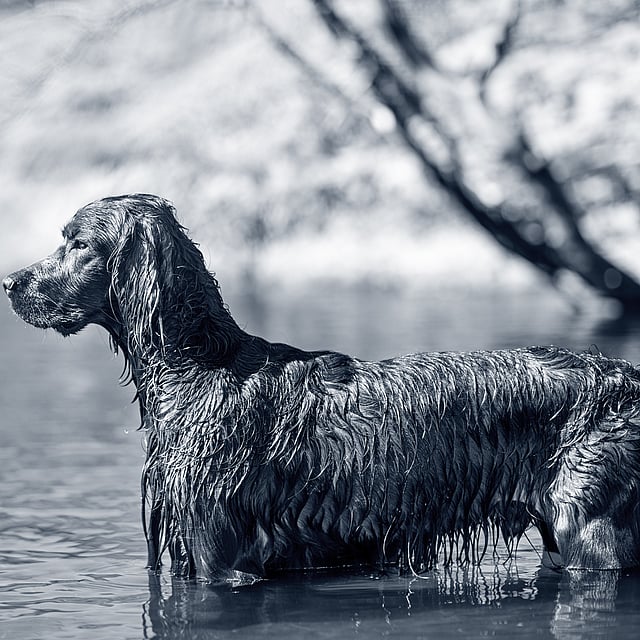 Een hond die zich in het water bevindt.