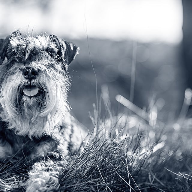 Een hond die in het gras ligt.