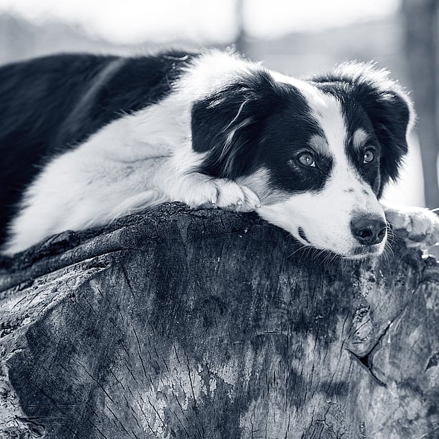 Een hond liggend op een boomstronk.
