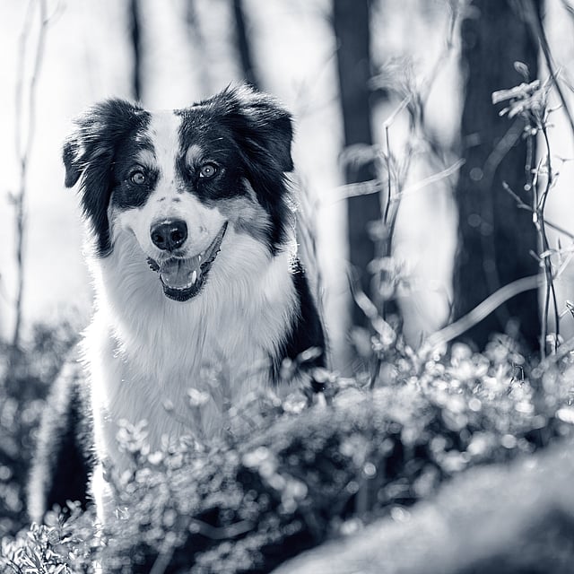 Een hond in het bos.
