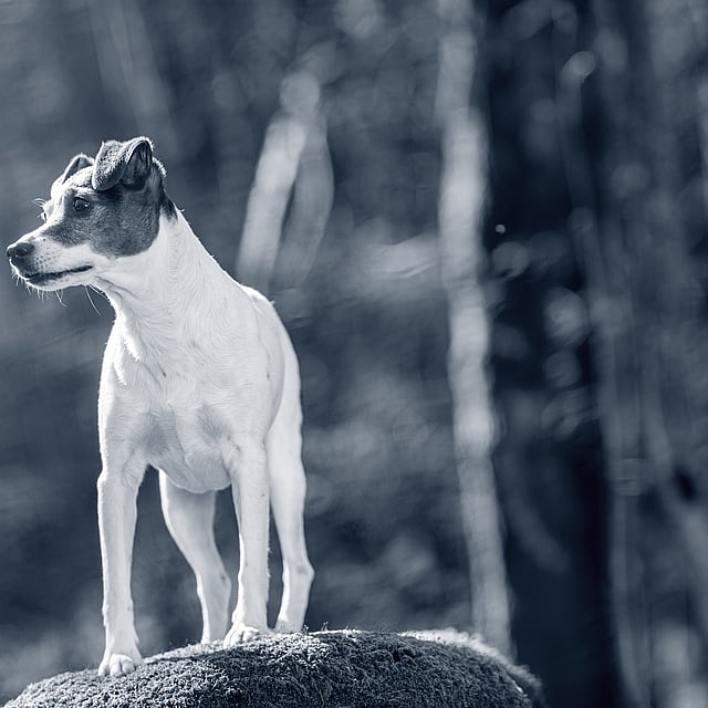 Een hond die zich op een rots bevindt.