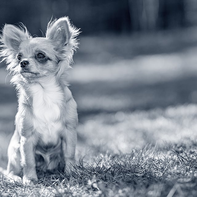 Een kleine hond die in gras zit.