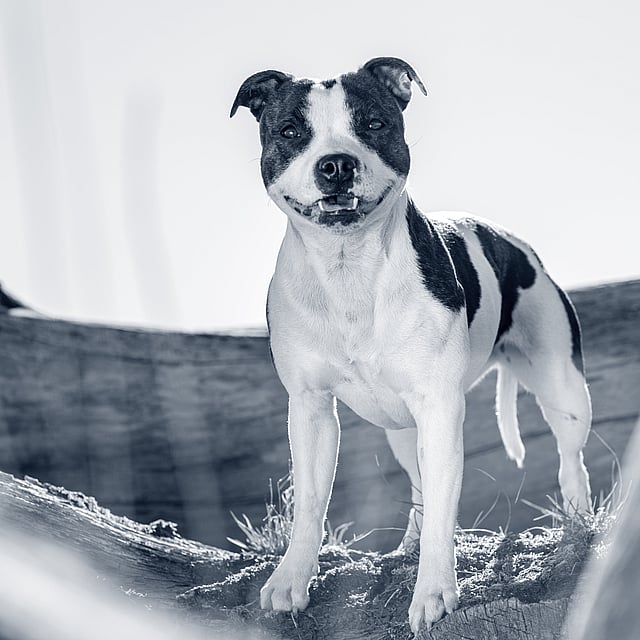 Een hond die zich op een rots bevindt.