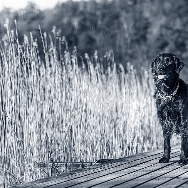 Een hond die zich op een houten dok bevindt.