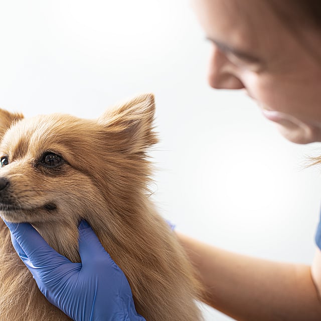 Een persoon die een hond aanraakt.