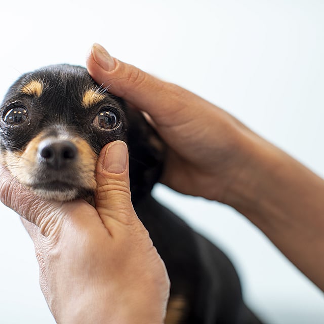 Een persoon die een hond vasthoudt.