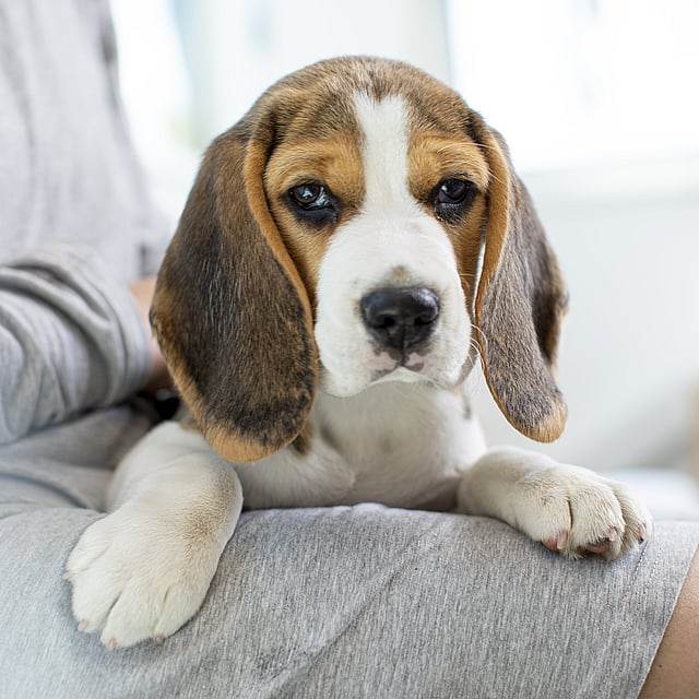 Een hond die op de schoot van een persoon ligt.