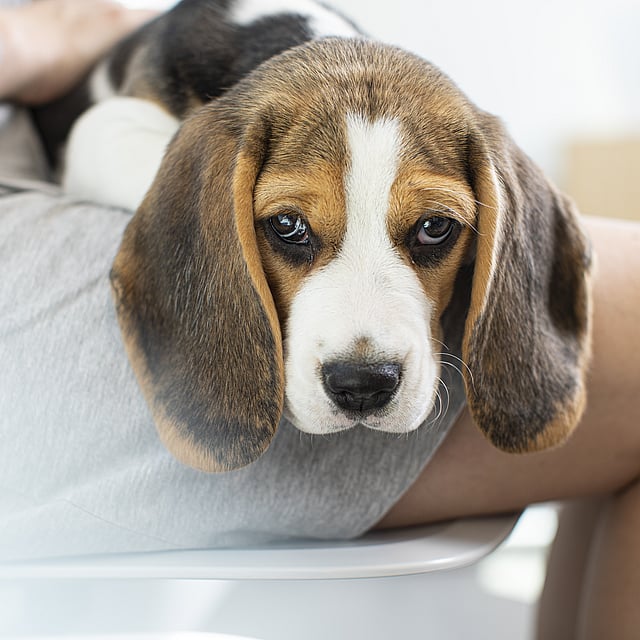 Een hond die op de schoot van een persoon ligt.