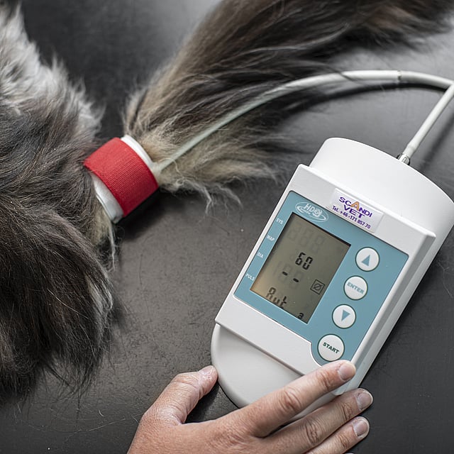 Een hand die een apparaat vasthoudt om de temperatuur van een hond te meten.