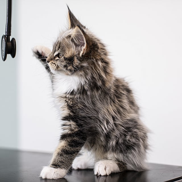 Een kat die zich op een tafel bevindt.