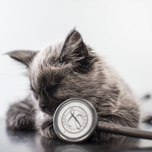 Een kat liggend op een tafel naast een stethoscoop.