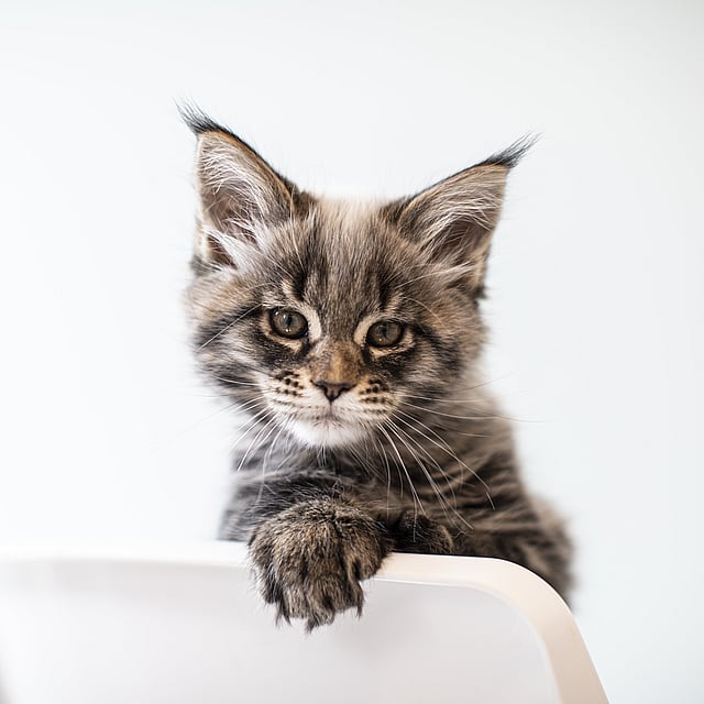 Een kat zittend op een stoel.