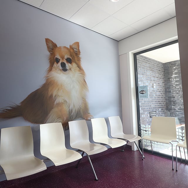Een muur met een hond erop.