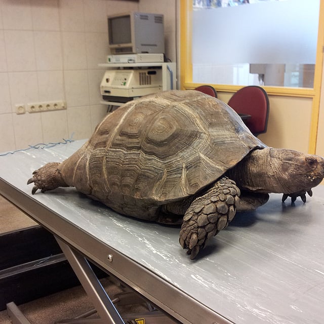 Een schildpad op een tafel.