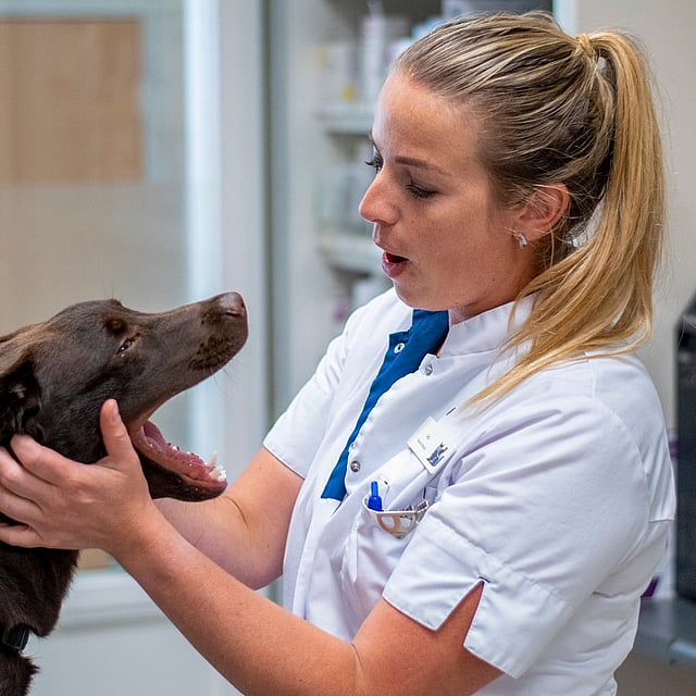 Een persoon in een witte jas die een hond vasthoudt.
