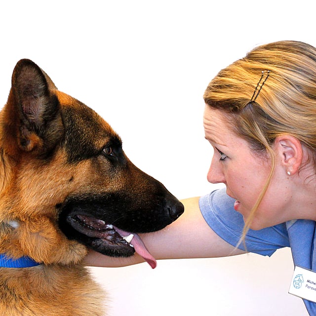 Een persoon die de arm van een hond aanraakt.