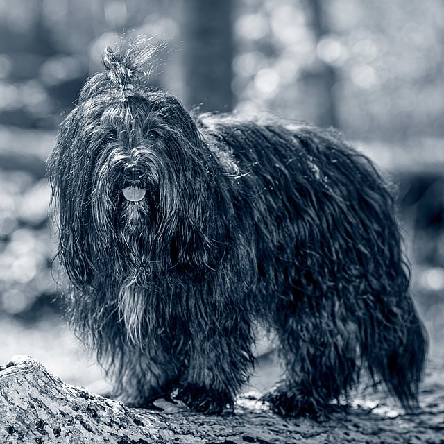 Een zwart-witfoto van een hond.