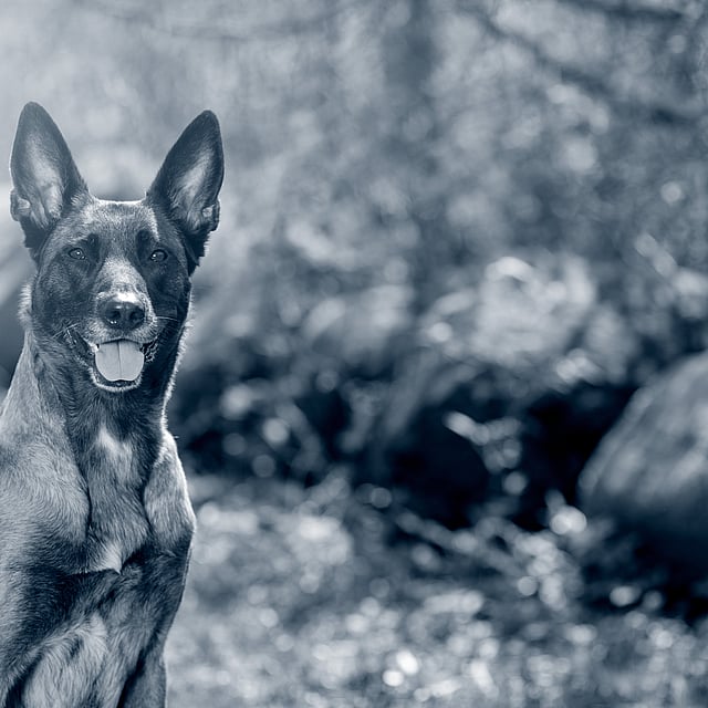 Een hond die in het bos zit.